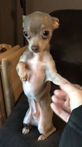 Top 5 Longest Living Dog Breeds Breed Chihuahua Puppies Cute Dogs Baby Chihuahua