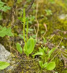 Image result for Malaxis