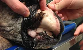 Image result for Shock