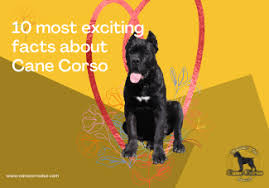 The cost of owning a cane corso. Cane Corso Europe Breeder Puppies Kennel Italian Mastiff How To Discipline A Cane Corso
