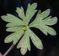 Image result for Eriosema parviflorum