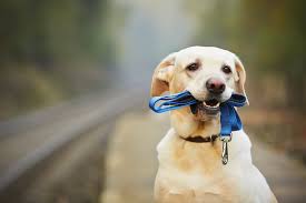 In 1949, spcala opened the everything old is new again, and now our charming 40's shelter has been renovated and will serve as a new pet adoption center for the heart of los angeles! View Pets Currently In Our Shelter Fresno Humane Animal Services