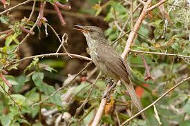 Image result for Acrotome mozambiquensis