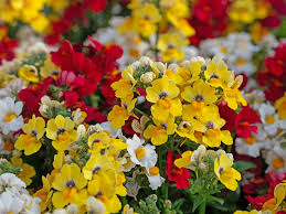 Image result for Nemesia lilacina