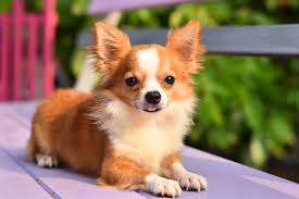 In their minds they will think that dog is a rat, if they bark at it and dizzy its tail, it is a dog. Chihuahua Dog Breed Complete Guide Az Animals