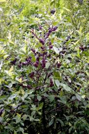 Image result for Myrsine