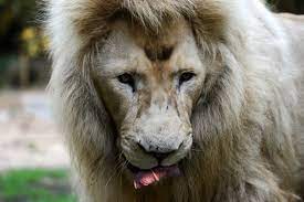 Continuando la navigazione acconsenti all'utilizzo dei cookie. Une Saison Au Zoo Jabu Le Celebre Lion Blanc Du Zoo De La Fleche Est Mort