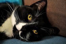 If you have a timid cat, she would probably do better with a laid back, calm, mellow cat. 9 Reasons Tuxedo Cats Rock The Purrington Post