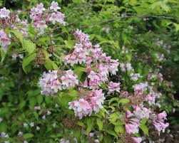 Image result for Kolkwitzia amabilis