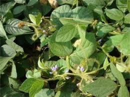 Image result for Calopogonium mucunoides