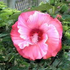 Spectacular flowering white hibiscus cold hardy potted plant, great as a accent plant, starter plant. 20 Best Hardy Hibiscus Ideas Hardy Hibiscus Hibiscus Perennials