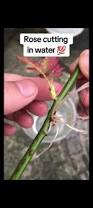 Image result for cuttings of roses