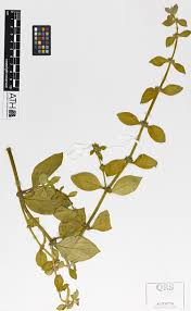 Image result for Spermacoce latituba