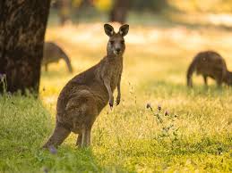 Kangaroos Animals Australian Wildlife Kangaroo
