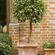 Here you can download a free autocad set of potted plants in plan for your landscape, interior, exterior cad design. 20 Best Tall Plants For Container Gardens