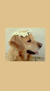  34 Ide Anjing Emeshh Anjing Anjing Lucu Hewan