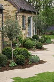 Planting Olive Trees Landscape Pathway Landscaping Olive Trees Garden