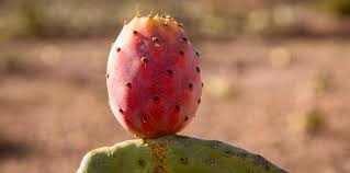 Riche en vitamines, il est apprécié pour son côté rafraîchissant et vitalisant. Nopal Bienfaits Vertus Et Proprietes Figuier De Barbarie Lanutrition Fr