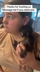 Monkey for Adoption in Miami