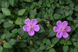 Image result for Heterotis rotundifolia