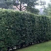 Olive Tree Hedge Cerca Con Google Sloped Garden Garden Structures Hedges