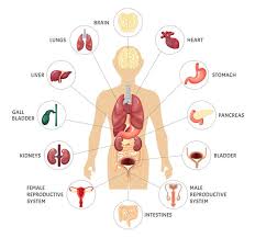 The known as organism view of heart lungs. Internal Organs Human Body
