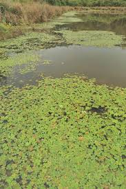 Image result for Marsilea minuta