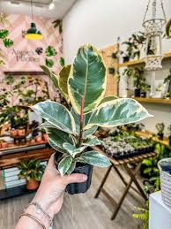 Image result for Ficus elastica