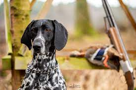 Dk Deutsch Kurzhaar German Shorthaired Pointer Vorstehhund Jagdhund Jagdhundefotos Jagdhundefotografie Juliakauer Deutsch Kurzhaar Jagdhunde Vorstehhund