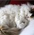 20 Poodle Cats That Are Too Cute For This World - I Can ...
