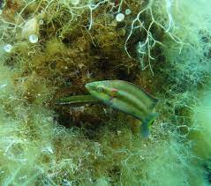 Female Fish Can Favor Sperm From Preferred Males Despite External Fertilization