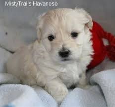 Here is a picture of lacey at 8 months old. Havanese Dog Breed Pictures 14