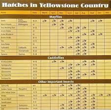 ynp hatch chart planettrout