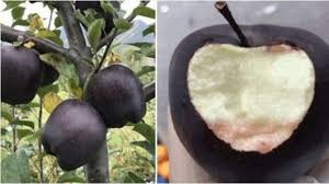 Apel dari kertas origami gambar apel dari kulit telur gambar apel dimakan ulat gambar apel dan jeruk gambar apel dan anggur gambar apel di iphone gambar apel emas gambar apel envy gambar apel fuji belajar menggambar apel gambar apel gelap terang gambar garnish apel gambar apel hitam. Fakta Unik Black Diamond Apple Apel Langka Yang Hanya Tumbuh Di Pegunungan Tibet Tribun Travel