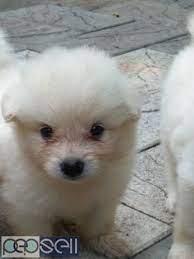 7 years, 11 months and 20 days old, 2 puppies. Miniature Pomeranian Puppies For Sale Angamaly Free Classifieds