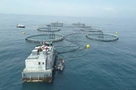 Genjot Produksi Ikan Pemerintah Merilis Lagi 2 Keramba Jaring Apung Berita Katadata Co Id