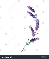 Lavender Flower Lavender Flowers Lavender Photoshop Design