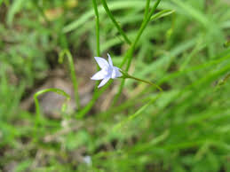 Image result for Wahlenbergia erecta