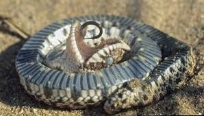 Each scale has a raised ridge, making them rough to the touch. Western Hognose Snake Facts