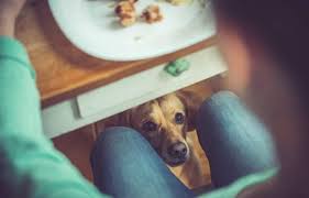 Les Chiens Peuvent Ils Manger Du Pain