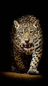 See more ideas about iphone wallpaper, adidas wallpapers, cute wallpapers. Live Animal Wallpaper Fur Das Iphone Tapete Masculino 716x1278 Wallpapertip