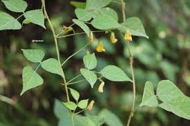Image result for Rhynchosia monophylla
