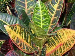 Non ci si deve mai dimenticare del fatto che le piante sono ci sono, ad esempio, piante che producono fiori colorati, ed altre che invece hanno solo foglie verdi; Le Migliori Piante D Appartamento A Foglia Colorata Piante Appartamento Piante Appartamento Foglia Colorata