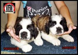 Canil De Mastim Napolitano Em Sp Filhote De Sao Bernardo Canil Antahkarana Sp