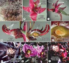 Image result for Zygophyllaceae