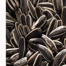 We all think of the giant sunflower seeds that grow over 10 feet tall. Dried Sunflower Seeds For Agriculture Packaging Type Packet Rs 70 Kilogram Id 21771011973