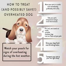 Fido S Stay Cation Your Dog S Answer To Heat Stroke Prevention Carrington Edu Rectal Thermometer Dogs Dog Quotes