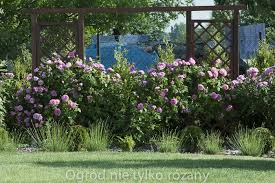 Forum Ogrodnicze Oaza Topic Kulkowanie Roz Odmiany Przyklady Wlasne Doswiadczenia 2 2 Plants Rose