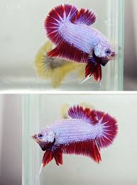 Aquabid Com Halfmoon Plakat Auctions Sun Jun 22 09 23 07 2014 Betta Fish Betta Beautiful Fish