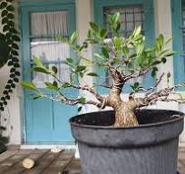 Ficus microcarpa bonsai tree update